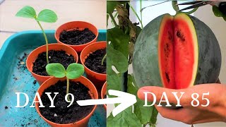 Growing watermelon 2  Sugar Baby Melon from seed to harvest [upl. by Rosemary538]