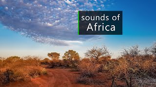 Nature and wildlife sounds from the African savanna [upl. by Len]