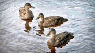 Sonido de Patos en el Lago 8 HORAS🦆  Aves Efecto de Sonido [upl. by Condon]