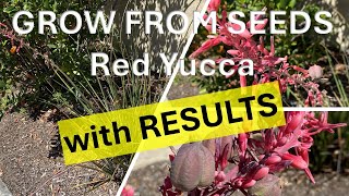 How to Grow Red Yucca from Seeds with RESULTS Hesperaloe parviflora Hummingbird Yucca [upl. by Pebrook]