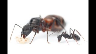 Camponotus cruentatus kolonie [upl. by Menendez972]