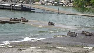 🦆🚤Mallard Ducks at the Warner Park Beach Boat Launch [upl. by Tolmann]