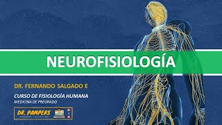 II LA NEURONA electrofisiología y excitabilidad [upl. by Esmaria]