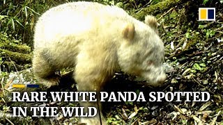 Rare white panda spotted in the wild [upl. by Lledal448]