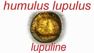 Humulus lupulus  lupuline [upl. by Hgielrahc]