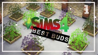 PUFF PUFF PASS  Lets Play The Sims 4  BEST BUDS  1 [upl. by Ecallaw]