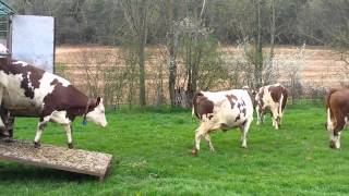 Sortie de bétaillère  premiers pas dans les champs pour les génisses  Gaec des forges [upl. by Anoyet]