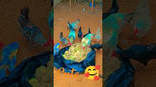 How to Chicken Rooster Partridge Duck Gooses Guinea fowl chicken funny cute youtubeshorts [upl. by Chlori]