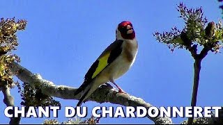 CHARDONNERET ELEGANT Chant [upl. by Mervin]