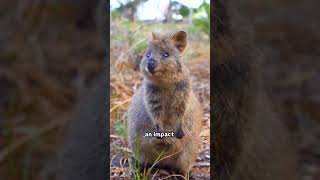 Adorable Quokka  Natures Happiest Animal [upl. by Adnoraj]