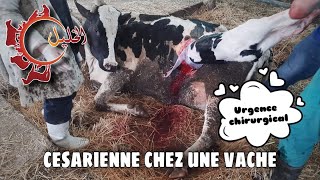 Cesarienne chez une vache laitière  عملية قيصرية إستعجالية عند بقرة 🚑 🐄 [upl. by Fulcher]