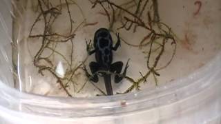 Metamorfósis de Dendrobates Tinctorius Azureus [upl. by Eaneg]