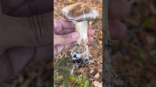 Grow Mushrooms from Stems🍄‍🟫 mushroom winecapmushroom fungi gardeningtips mushrooms [upl. by Yentrac667]