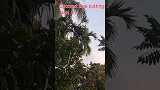 coconut tree cutting part 3 coconutfarm [upl. by Naujad]