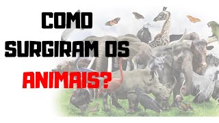 ORIGEM E EVOLUÇÃO DOS METAZOÁRIOS  RESUMÃO BIOLOGIA ZOOLOGIA [upl. by Nannahs]