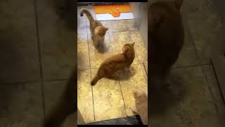 Cat Tyson miketyson catfight skibidipap skibidi funnycats [upl. by Emmerie]