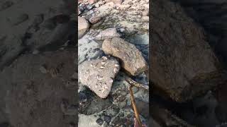 ISLAND SURVIVAL Stingray Barb to Spear Fish [upl. by Htebyram]