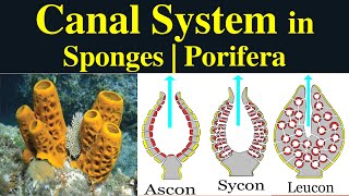 Canal System in Porifera  Types of Canal System  Ascon  Sycon  Leucon Functions of Canal system [upl. by Elsbeth]