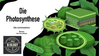 Lichtreaktion der Photosynthese einfach erklärt für Abitur LEISTUNGSKURS Biologie HD [upl. by Riffle505]