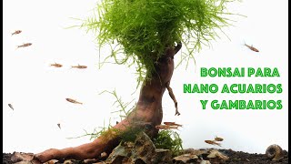 Bonsai para nano acuarios y gambarios [upl. by Columba948]