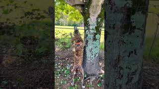 Bullet got him a squirrel 🐿️ squirrelhunting labordayweekend FosterOutdoors2010 [upl. by Therese]