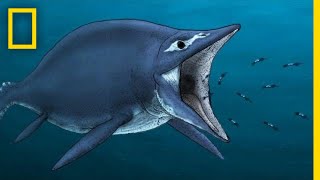 Ichthyosaurs 101  National Geographic [upl. by Neicul]