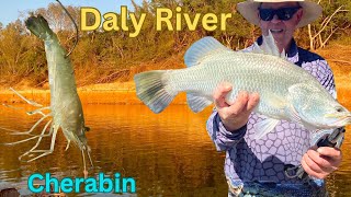 Catching Cherabin Catching Barramundi on the Daly River part 2 [upl. by Dressel]