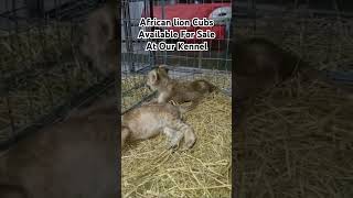 African lion cubs available for sale at our kennel lion animals petiqueclinic lionking foryou [upl. by Nosilla]