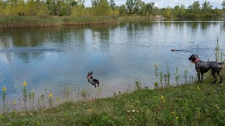 Grooming Your Wirehaired Pointing Griffon Maintenance and Care [upl. by Ahseinaj]