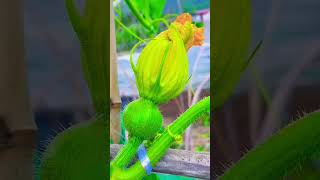 beautiful sweet gourd hang on tree agriculture satisfying short [upl. by Narret]