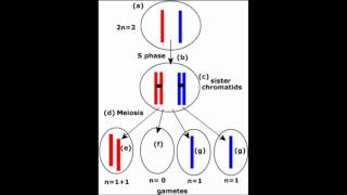 How Evolution Adds New Information [upl. by Annola]