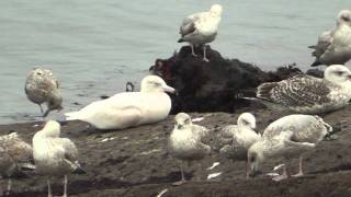 Glaucous Gulls Coverack Cornwall 25012015 [upl. by Irehs]