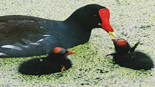 Moorhen bird feeding their hungry babies  bird with chicks [upl. by Oeflein]