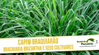 Capim Baquiarão  Braquiária brizantha e seus cultivares [upl. by Anamor]