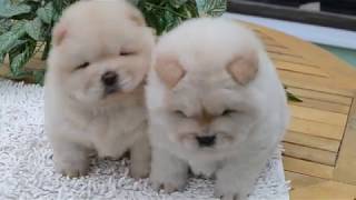 Chowchow pups [upl. by Rennie141]