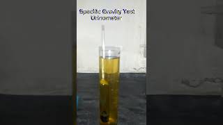 UrinometerSpecific GravityUrine TestSpGUrine specific gravitypracticle Urinometerdemonstration [upl. by Ahsayn223]