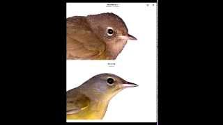 How to Use The Warbler Guide App iPad version [upl. by Nerraw174]