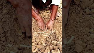 How Pointed Gourd is Planted shorts [upl. by Alethea48]