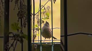 Dunnock [upl. by Rourke320]