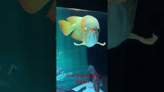 dragonfish fishtank aquascape aquariumvideos shortvideo aquatic relaxingmusic naturehouse [upl. by Dennison]