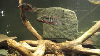 Central American Cichlid Community Aquarium 11317 [upl. by Retsbew744]