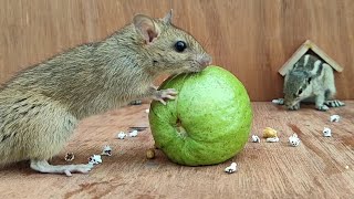 Cat TV 4K  Mice in The Jerry Mouse Hole 🐭 247 HOURS 🐭 Videos for Cats 🐭 mice video 🐭 rat video 3 [upl. by Ylrehs]