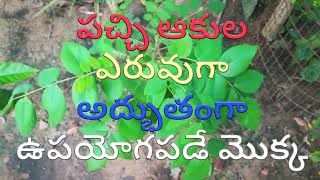 Gliricidia Sepium plantsGreen Manure plantsGiri Pushpaపచ్చి రొట్ట ఎరువు [upl. by Elay]