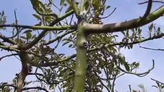 White Powder on Avocado Tree Branch Sections and Lesions [upl. by Nyrb]