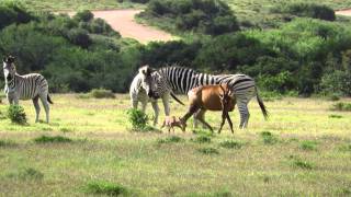 Hartebeest young attacked by zebras [upl. by Dorcy]