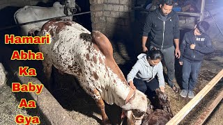 Raat ko abha ki delivery ho gae baby aa gya delivery cowbirth [upl. by Ahtanoj]