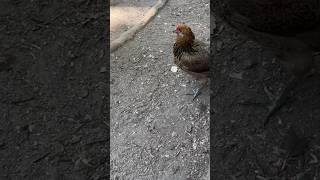 Big Bertha Crazy Sue And The Laying Pullet hatchery homestead chicken hen rooster corn [upl. by Virnelli557]