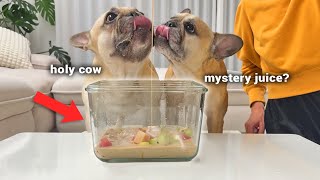 Dogs Try VIRAL Korean Fruit Bowl HWACHAE For The First Time [upl. by Ahseina112]