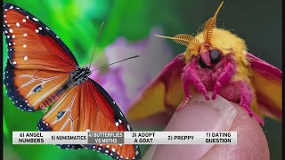 The difference between butterflies and moths [upl. by Tricia457]