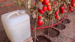 Como hacer riego por goteo por gravedad y automático para tomates fructíferos y abundantes [upl. by Nniuqal699]